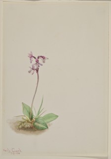 Orchis (Orchis rotundifolia), 1916.