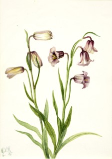 Fritillary (Fritillaria biflora), 1935.