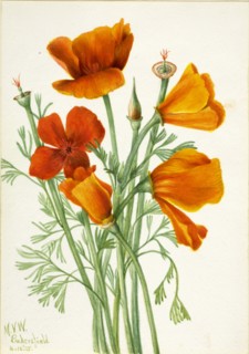 California Poppy (Eschscholtzia californica), 1935.