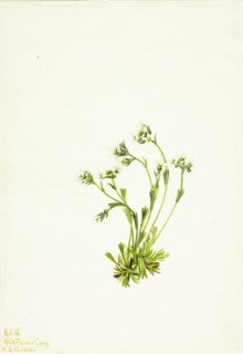 Saxifrage (Saxifraga caespitosa), 1924.