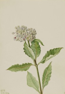 Milkweed (Ascelpias), 1924.