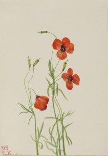 Wind Poppy (Stylomecon heterophylla), 1926.
