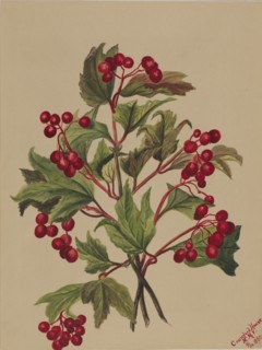 Grouseberry (Viburnum americanum), 1880.