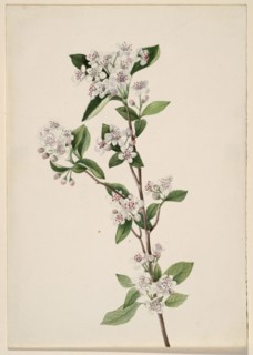 Red Chokeberry (Aronia arbutifolia), ca. 1920s.