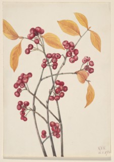 Red Chokeberry (Aronia arbutifolia), 1920.