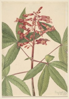 Red Buckeye (Aesculus pavia), 1918.