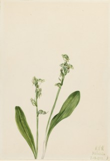 One-Leaf-Bog-Orchid (Habenaria obtusata), 1922.