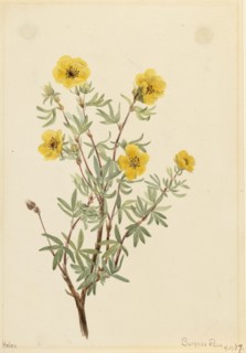 Bush Cinquefoil (Potentilla fruticosa), 1917.