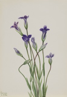 Gentian (Gentiana holopetala), 1936.