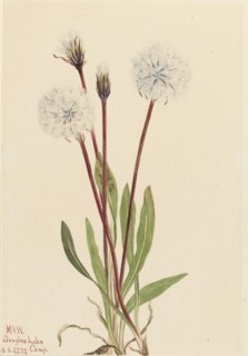 Slender Agoseris (Agoseris gracilens), 1922.