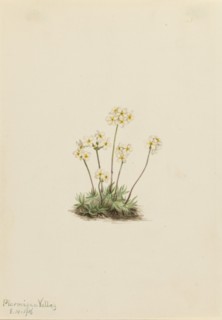 Sweet Androsace (Androsace carinata), 1916.