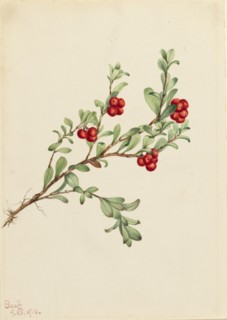 Bearberry (Arctostaphylos uva-ursi), 1916.