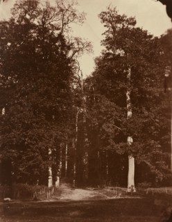 Forest at Saint-Cloud, 1859-1860.