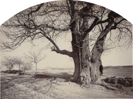 Grand Châtaignier au Bord d'un Chemin (Large Chestnut Tree on the Side of a Road), c.1875-1880.