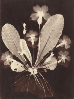 Botanical Photogram, 1860s.
