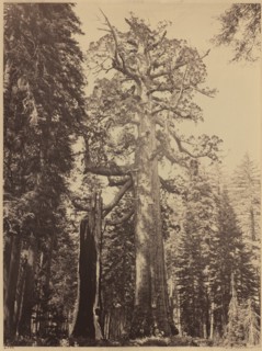 Grizzly Giant, Mariposa Grove, 1861.