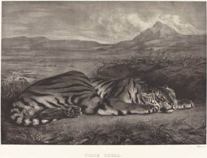 Royal Tiger (Tigre Royal), 1829.