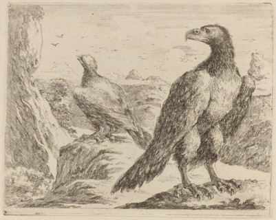 Two Eagles, Both with Heads Turned to the Left.