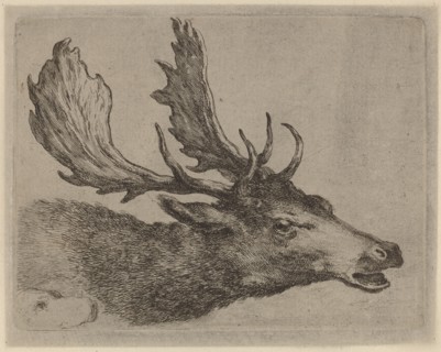 Head of a Stag Turned Right.