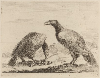 Two Eagles, One Eating a Small Lamb.