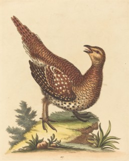 Brown Speckled Bird.