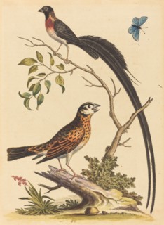 Two Birds, One with Very Long Tailfeathers, and Blue Butterfly, published 1745.