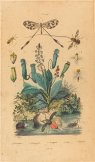 Insects and Flowers, published 1837. nemestrine, nemognathe nemoptere nepe nepenthe