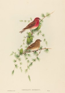 Carpodacus erythrinus (Common Rose Finch).