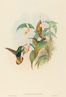 Lafresnaya flavicaudata (Buff-tailed Velvet-breast).