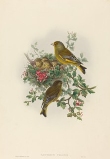 Ligurinus chloris (Greenfinch).