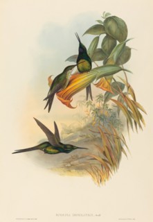 Eugenia imperatrix (Empress Hummingbird).