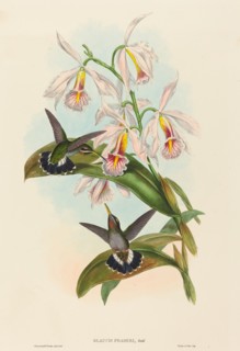 Glaucis fraseri (Fraser's Barbed-throat).