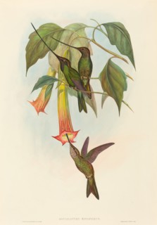 Docimastes ensiferus (Sword-billed Hummingbird).