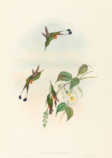 Spathura rufocaligata (Red-booted Racket-Tail).