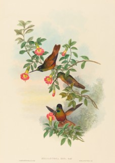 Helianthea eos (Golden Star-frontlet).