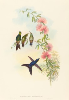 Ramphomicron microrhyncha (Small-billed Thornbill).