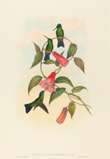 Eucephala smaragdocaerulea (Gould's Wood Nymph).