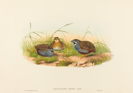 Excalftoria minima (Blue-breasted Quail).