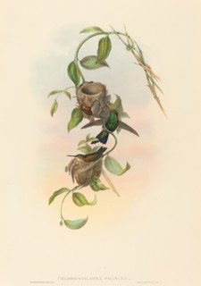 Chlorostilbona prasina (Puncheran's Emerald).