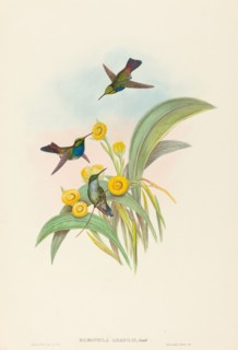 Damophila amabilis (Blue-breasted Hummingbird).