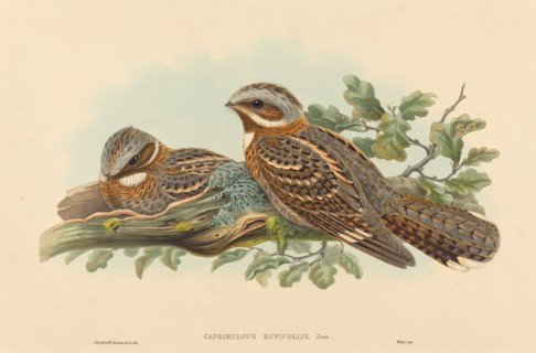 Caprimulgus Ruficollis.