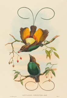 Diphyllodes chrysoptera (Magnificent Bird of Paradise).