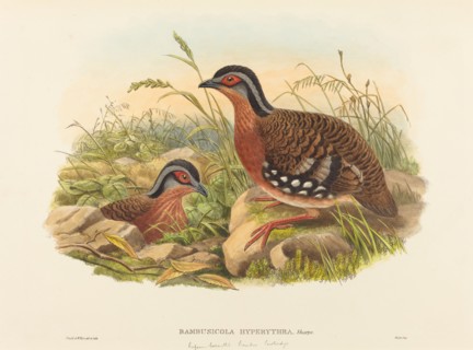 Rufous-breasted Bamboo Partridge (Bambusicola Hyperythra).
