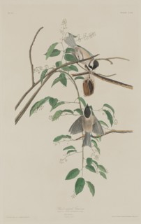 Black-capped Titmouse, 1833.