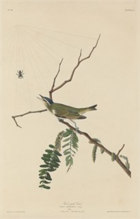 Red-Eyed Vireo, 1832.