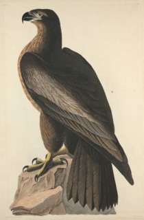 The Bird of Washington or Great American Sea Eagle, 1827.