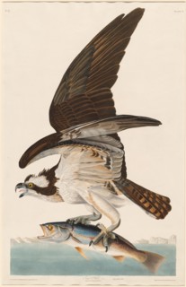 Fish Hawk, 1830.