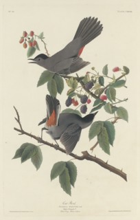 Cat Bird, 1832.