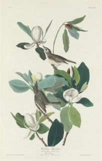 Warbling Flycatcher, 1831.