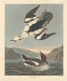 Smew or White Nun, 1836.